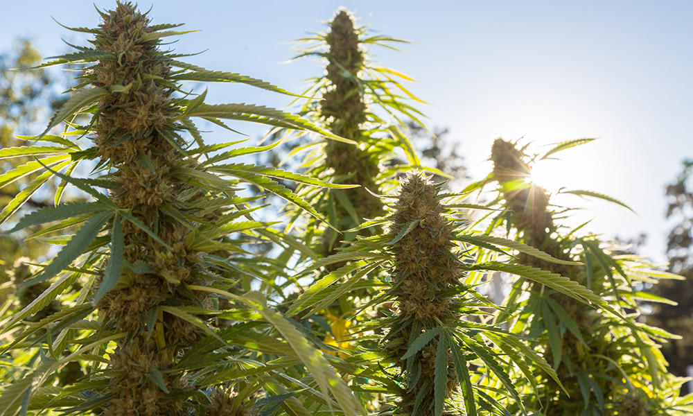 Cannabis plants growing in a field with sun shining in background