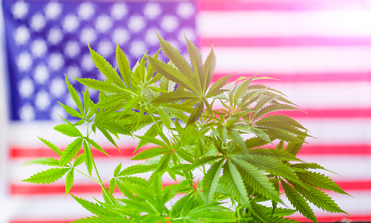 Cannabis plant in front of an American Flag