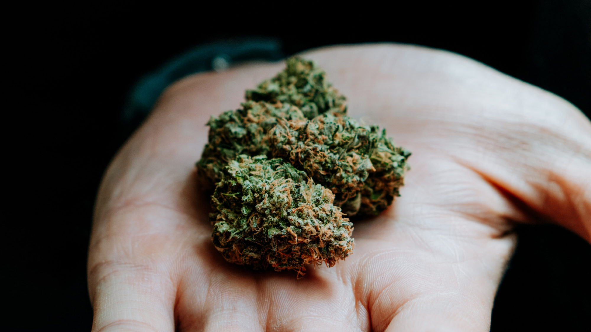 Close up photo of a cannabis nug in mans hand