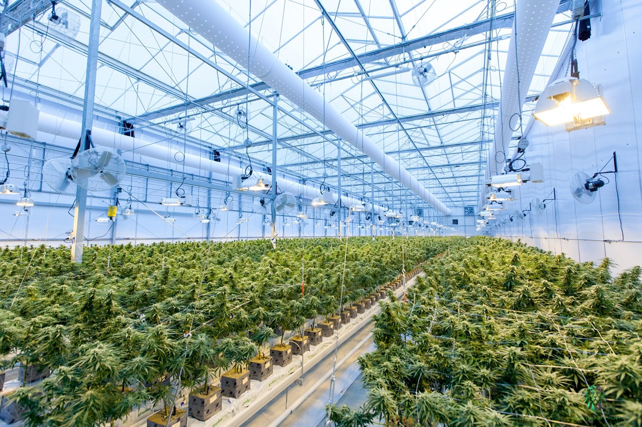 Large indoor cannabis farm inside industrial building with elaborate lighting and ventilation